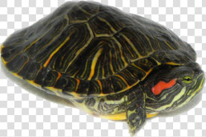 Red Eared Slider Turtles Transparent  HD Png Download