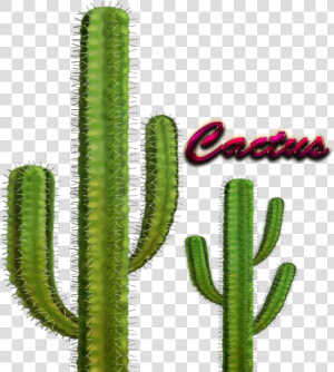 Cactus Images Png   Internal Structures Of Cactus  Transparent Png