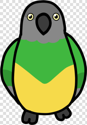 Senegal Parrot Drawing Cartoon  HD Png Download