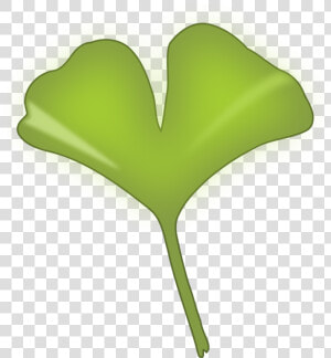 Plant Stem leaf grass   Ginkgo Biloba Leaf Png  Transparent Png