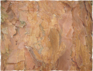 Deep Rust Tree Bark   Plywood  HD Png Download