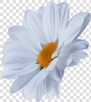 Oxeye Daisy  HD Png Download