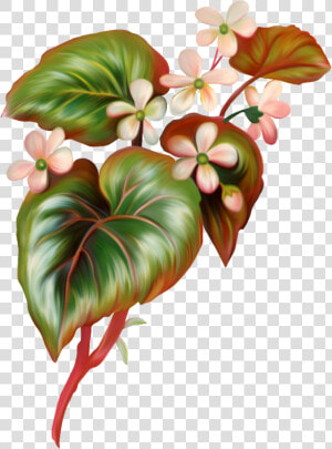 Anthurium  HD Png Download