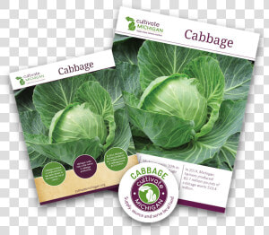 Cabbage Png  gingered Cabbage Slaw   Collard Greens  Transparent Png