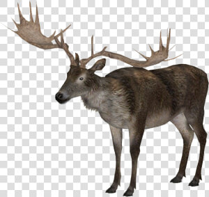 Elk Png Background   Elk  Transparent Png