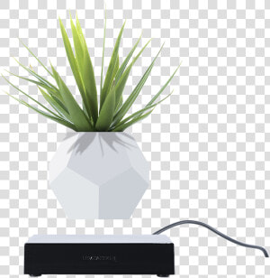 Agave  HD Png Download