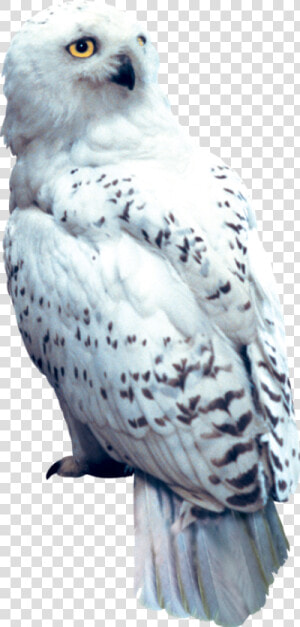 Hedwig Png  Transparent Png