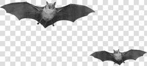 10 2 Halloween Bat Png Pic Clipart Image   Real Bats Png  Transparent Png