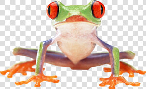 Frog Png Image   Red Eyed Tree Frog Front  Transparent Png