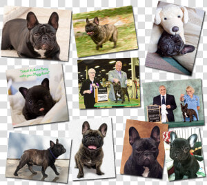 French Bulldog Pictures   French Bulldog  HD Png Download