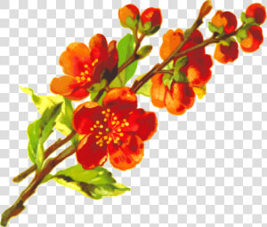 Flora  Floral  Flower  Plant   Orange Flower Png Aesthetic  Transparent Png