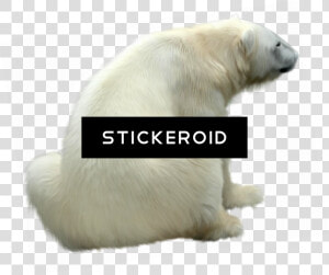 Polar White Bear   Polar Bear  HD Png Download