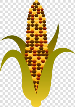 Indian Harvest Maize Free   Indian Corn Clip Art  HD Png Download