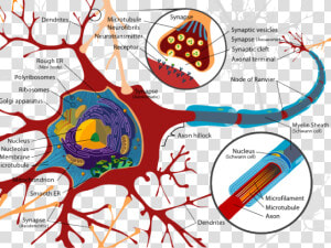 Synapse Clipart Neuron   Inside A Nerve Cell  HD Png Download