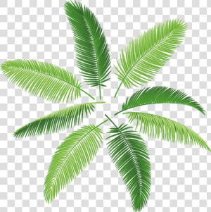 Palms Png  Transparent Png