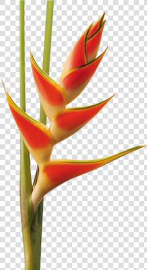 Heliconia Png  Transparent Png