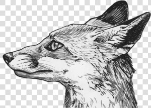 Fox Head Png Clipart   Drawing Of Black Fox  Transparent Png