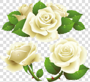 Flower Rose Garden Roses Rose Family Png   Transparent Background White Rose Png  Png Download