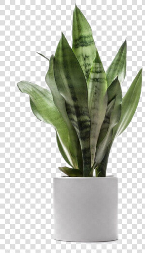 Planta De Árbol De Dragón Dracaena Fragans Luz   Transparent Background House Plant Png  Png Download