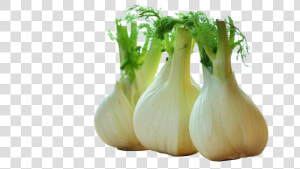 Fennel Drawing Celery   Png Download   Fenchel  Transparent Png