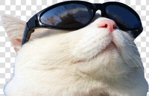 Wearing Cat Github Sunglasses Sunscreen Free Transparent   Cat Wearing Sunglasses Png  Png Download