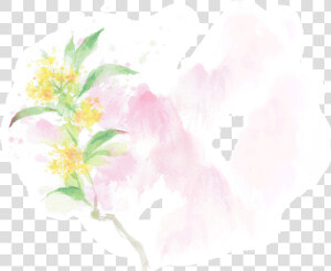 Osmanthus Flower   Rosa Rubiginosa  HD Png Download