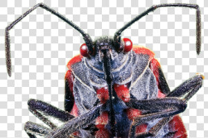 Boxelder Bug  HD Png Download