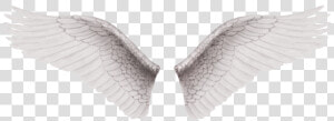 Cb Edit Wings Png   Alas De Angel Reales  Transparent Png