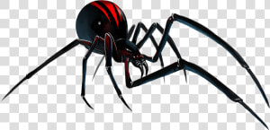 Spider black Spider   Transparent Background Black Widow Spider Png  Png Download