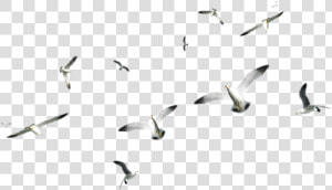 Transparent Seagul Png   Birds On Sea Png  Png Download