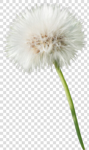  freetoedit  flower  blume  pusteblume  dandelion   Dandelion  HD Png Download