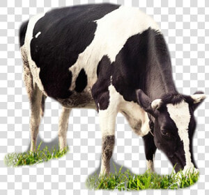 Cows Png  Transparent Png