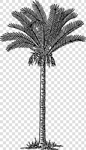 Date Palm Clip Arts   Date Palm Tree Drawing  HD Png Download