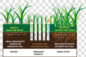 Turfgrass Aeration  HD Png Download