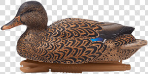 Avian x Foam Filled Oversized Mallard 6 Pack   Avian X Mallard  HD Png Download