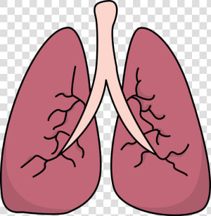 Lungs Clipart Pulmones   Lungs Clipart  HD Png Download