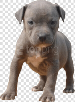 Pitbull Dog Png   Pitbull Puppy Transparent Background  Png Download