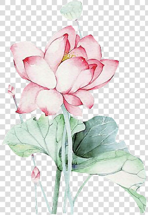  lotus  flower  chinese  asian  ftestickers   Lotus Flower Chinese  HD Png Download