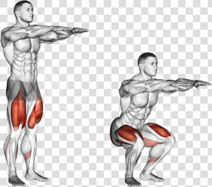 Body Weight Squat Anatomy   Png Download   Bodyweight Squat Muscles Worked  Transparent Png