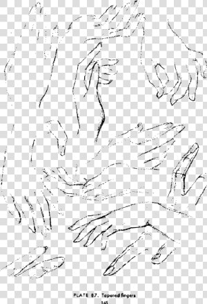 Andrew Loomis Drawing The Head And Hands 132 Clip Arts   Line Art  HD Png Download