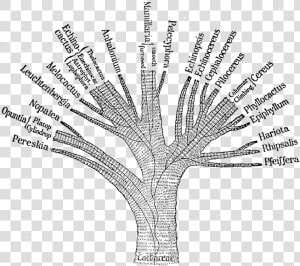 Ganong Cactaceae Phylogenetic Tree 1898   Taxonomy Tree Png  Transparent Png