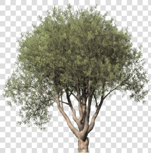 Arboles Png  Transparent Png