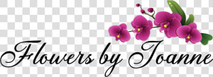 Flowers By Joanne   Moth Orchid  HD Png Download