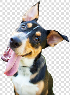 Happy Dog Png   Happy Dog Png Png  Transparent Png