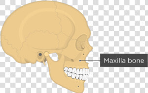 Skull Bones   Lateral View   Maxilla Bone   Skull  HD Png Download