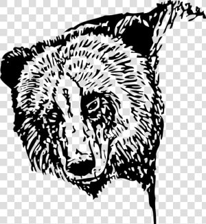 Bear  Head  Face  Portrait  Black And White  Fur   Bear Head Black And White  HD Png Download