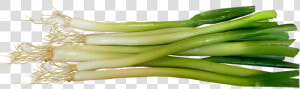 Transparent Onions Png   Spring Onions Png  Png Download