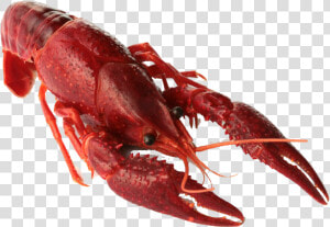 Crawfish Png Transparent Image   Crawfish Png  Png Download