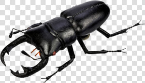 Download Beetle Png Pic   Beetles Png  Transparent Png