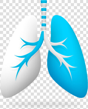 Imagen Pulmon En 3d   Ways To Achieve Healthy Lung  HD Png Download